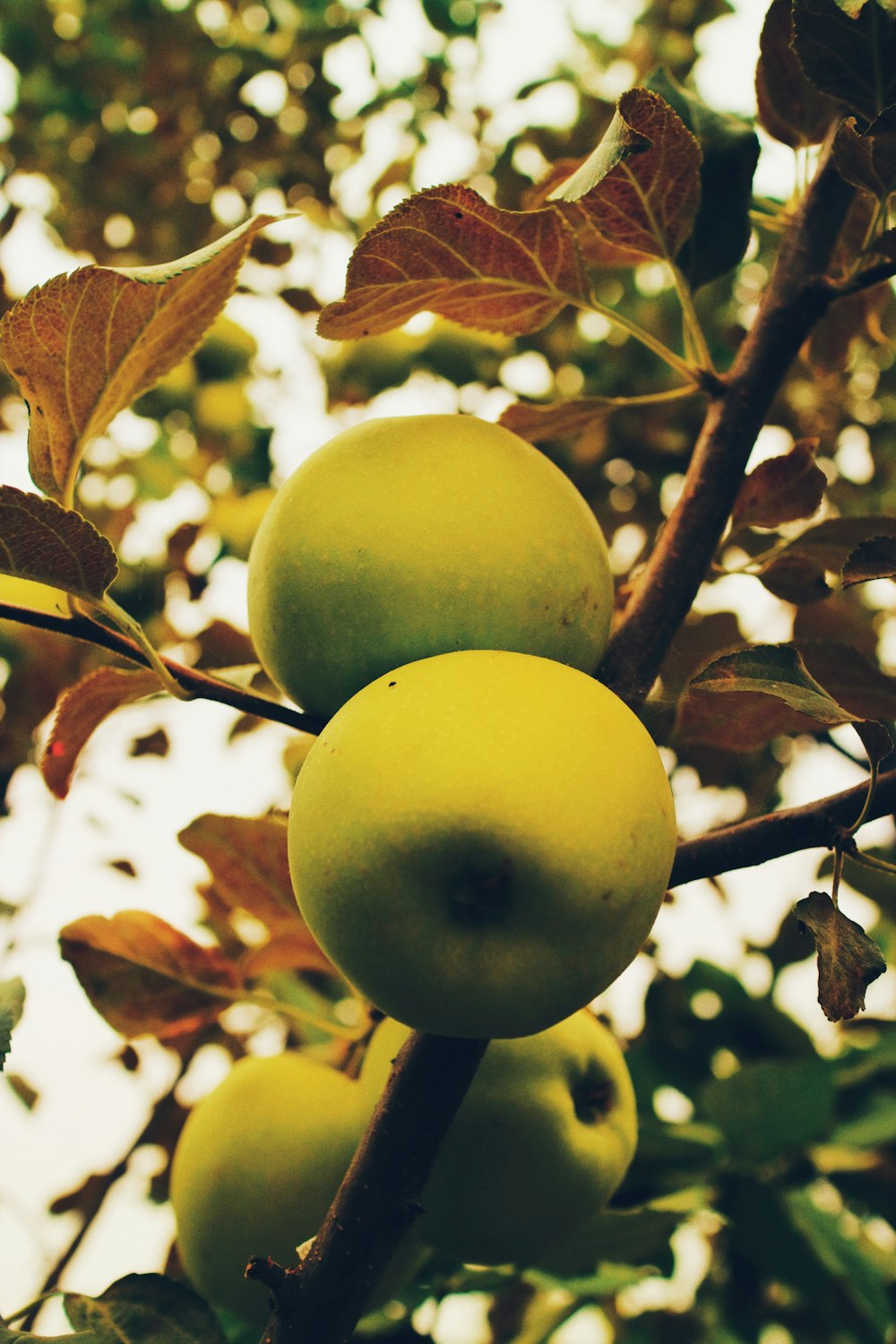 green apple fruit on brown tree branch