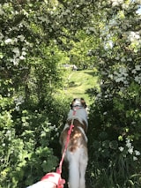 Happy pet owner walking a dog near a lush green garden with various plants.