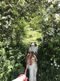 A pet walker gently leading a dog on a leash through a leafy neighborhood.