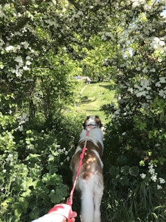 A happy dog on a leash being walked through a sunny park with green trees.