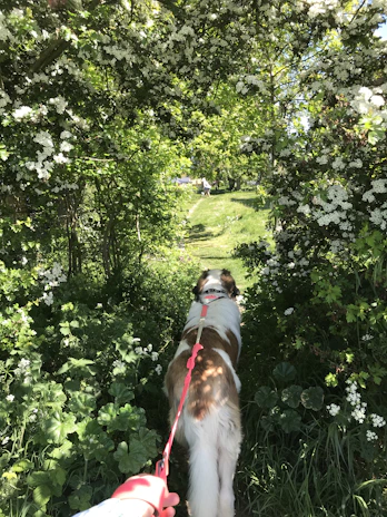 Walk Buddy secured on a leash with a backdrop of green trails, illustrating outdoor convenience.