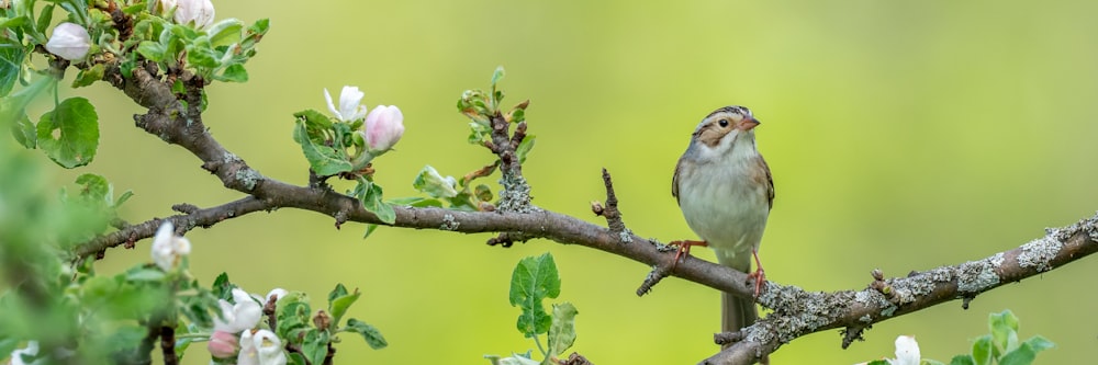 white and brown bird on tree branch during daytime