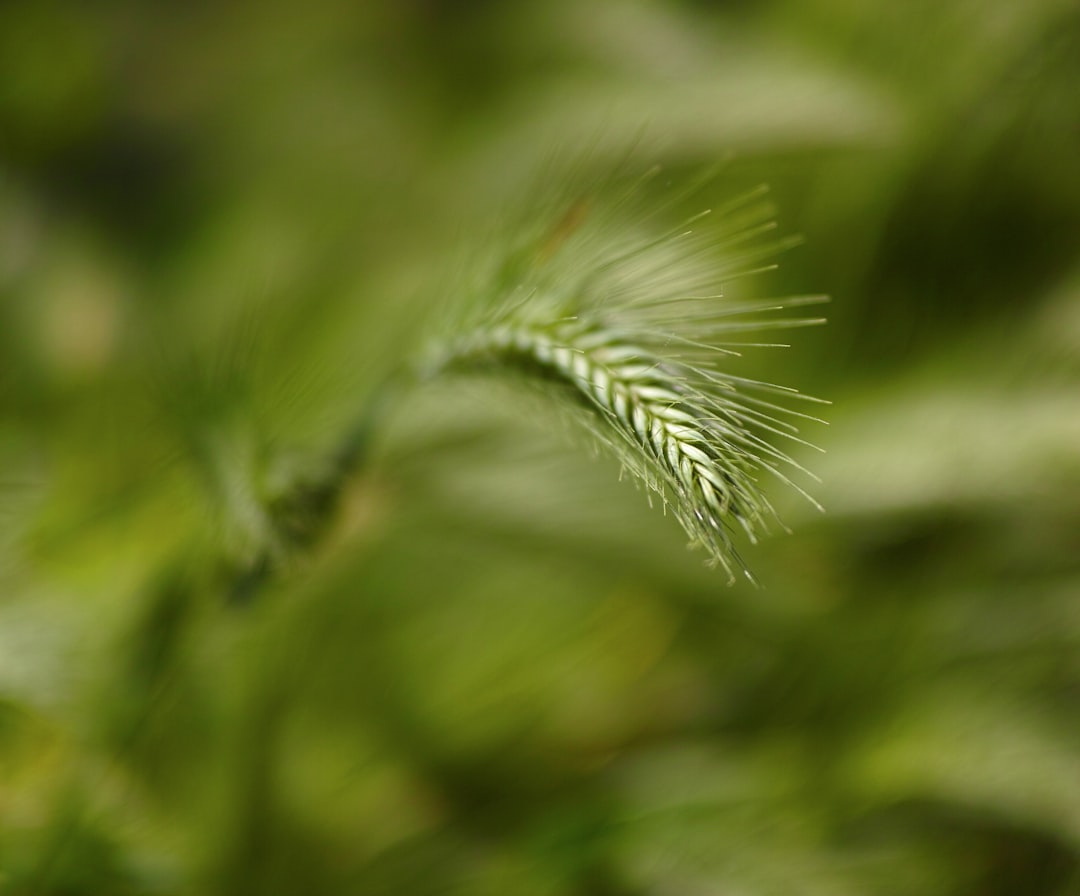 green plant in close up photography