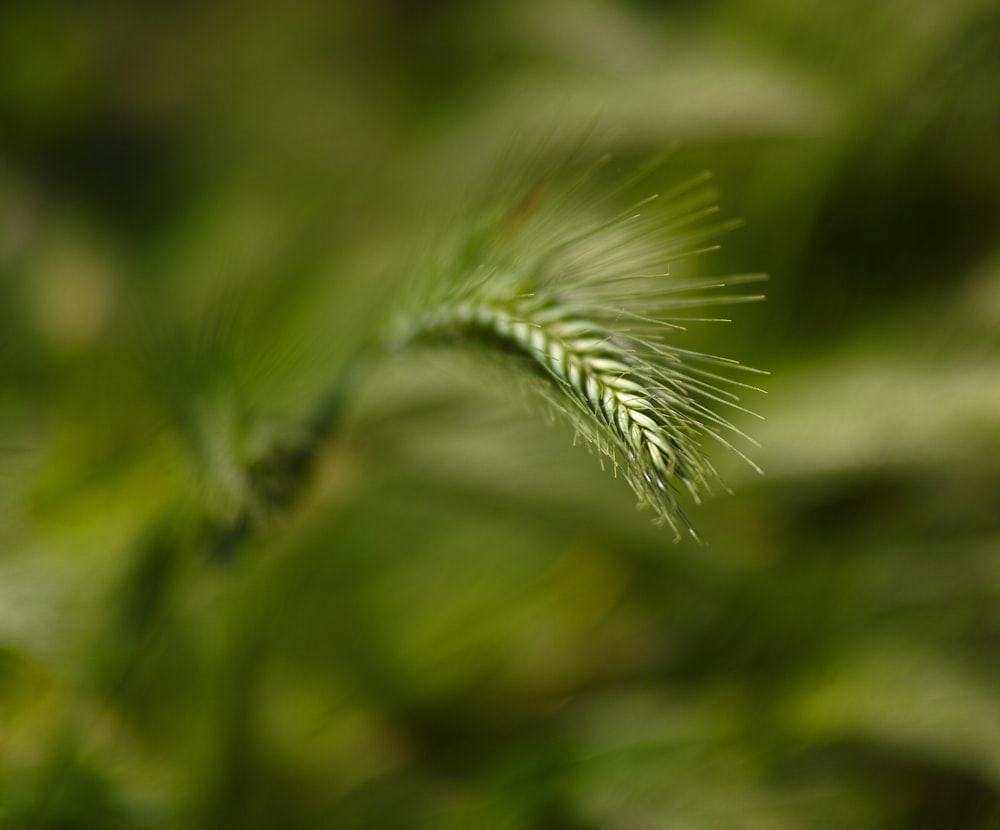 green plant in close up photography