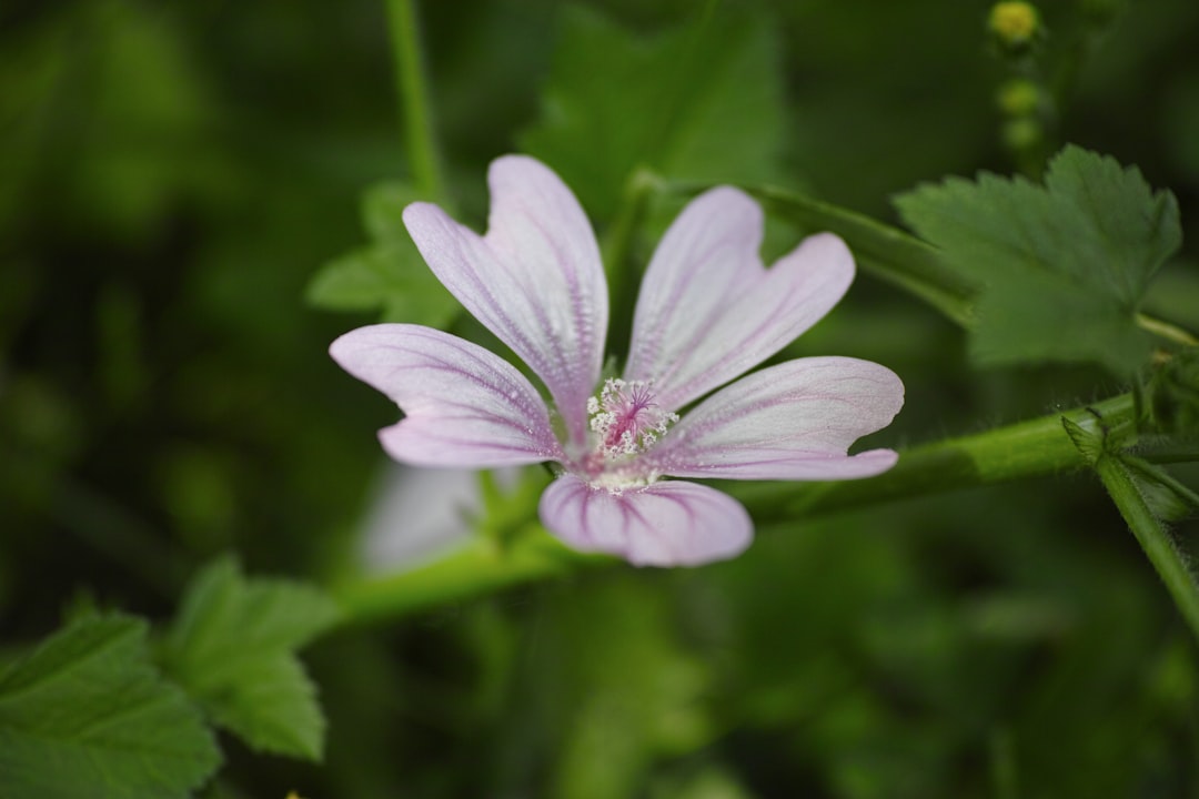 white flower with green leaves