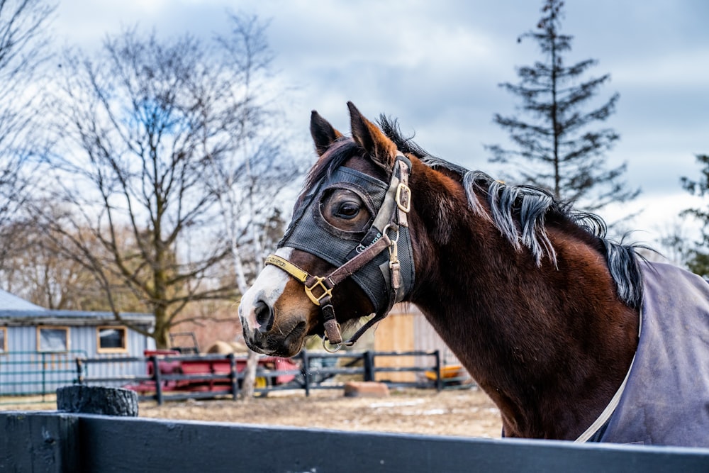 brown horse standing on gray concrete road during daytime