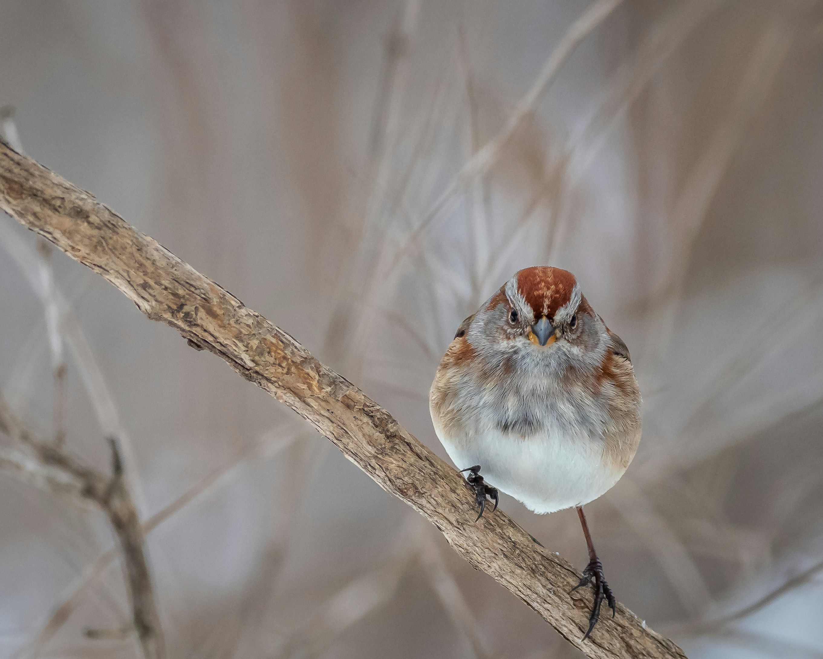 American Tree Sparrow