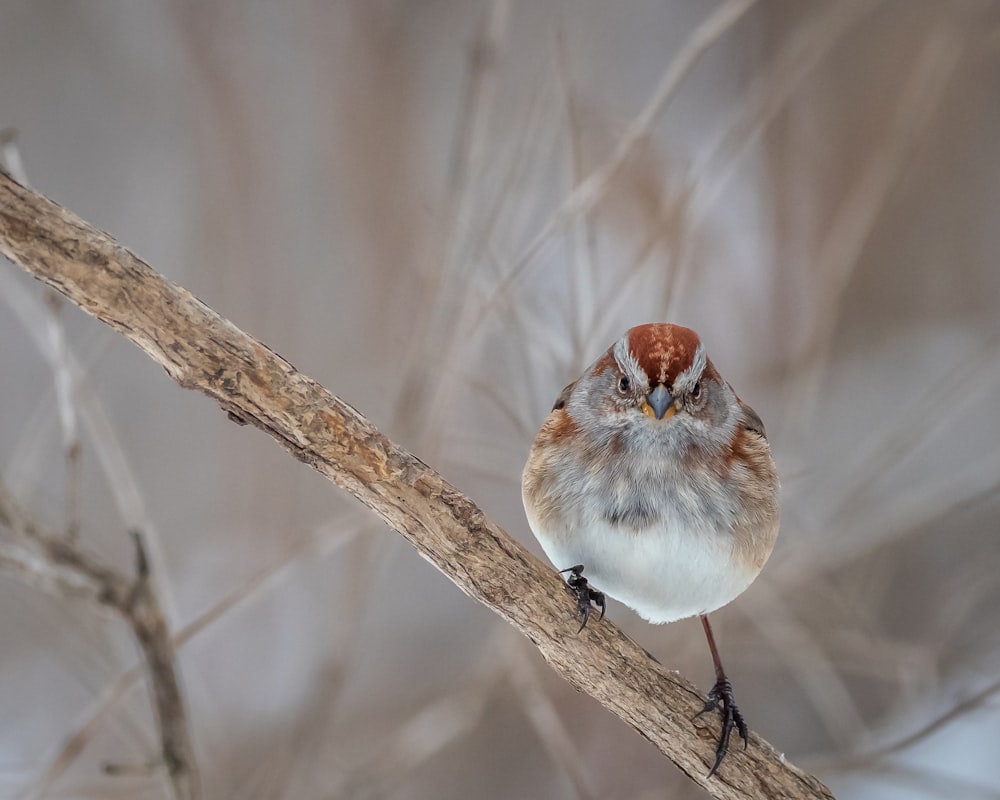 white and brown bird on brown tree branch