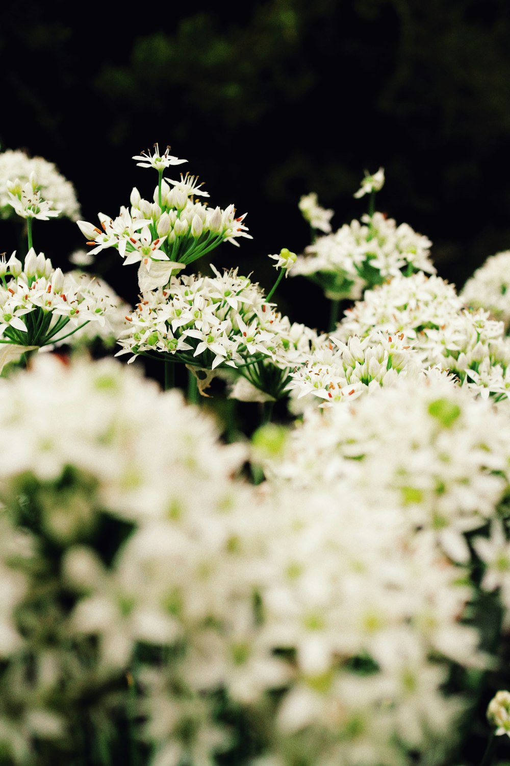 white flowers in tilt shift lens