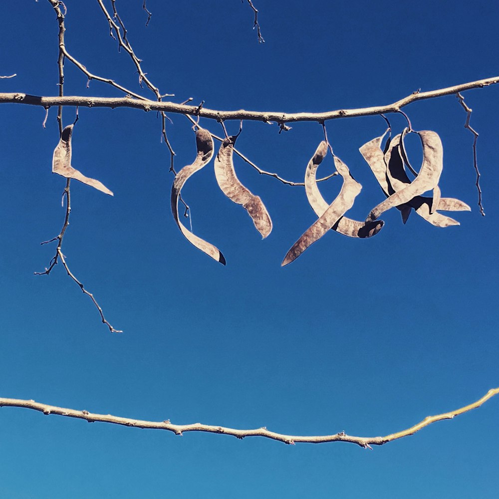 flock of birds on brown tree branch during daytime