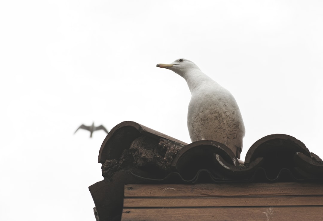 white bird on brown wooden surface