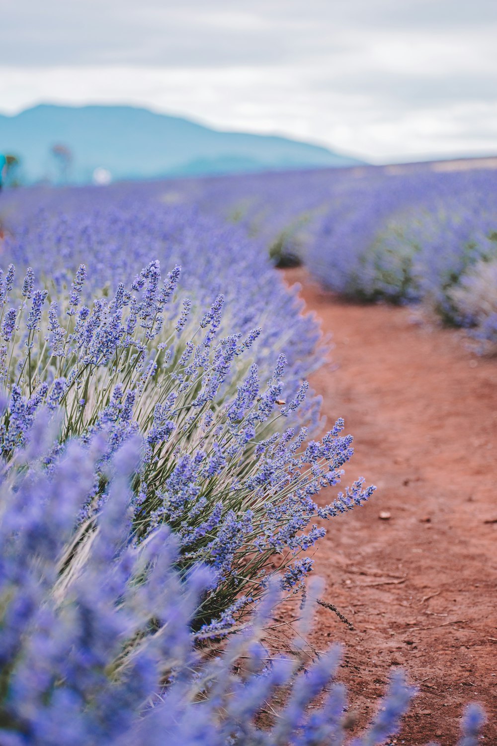 purple flower on brown dirt field during daytime