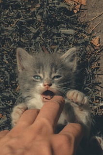 person holding gray and white cat