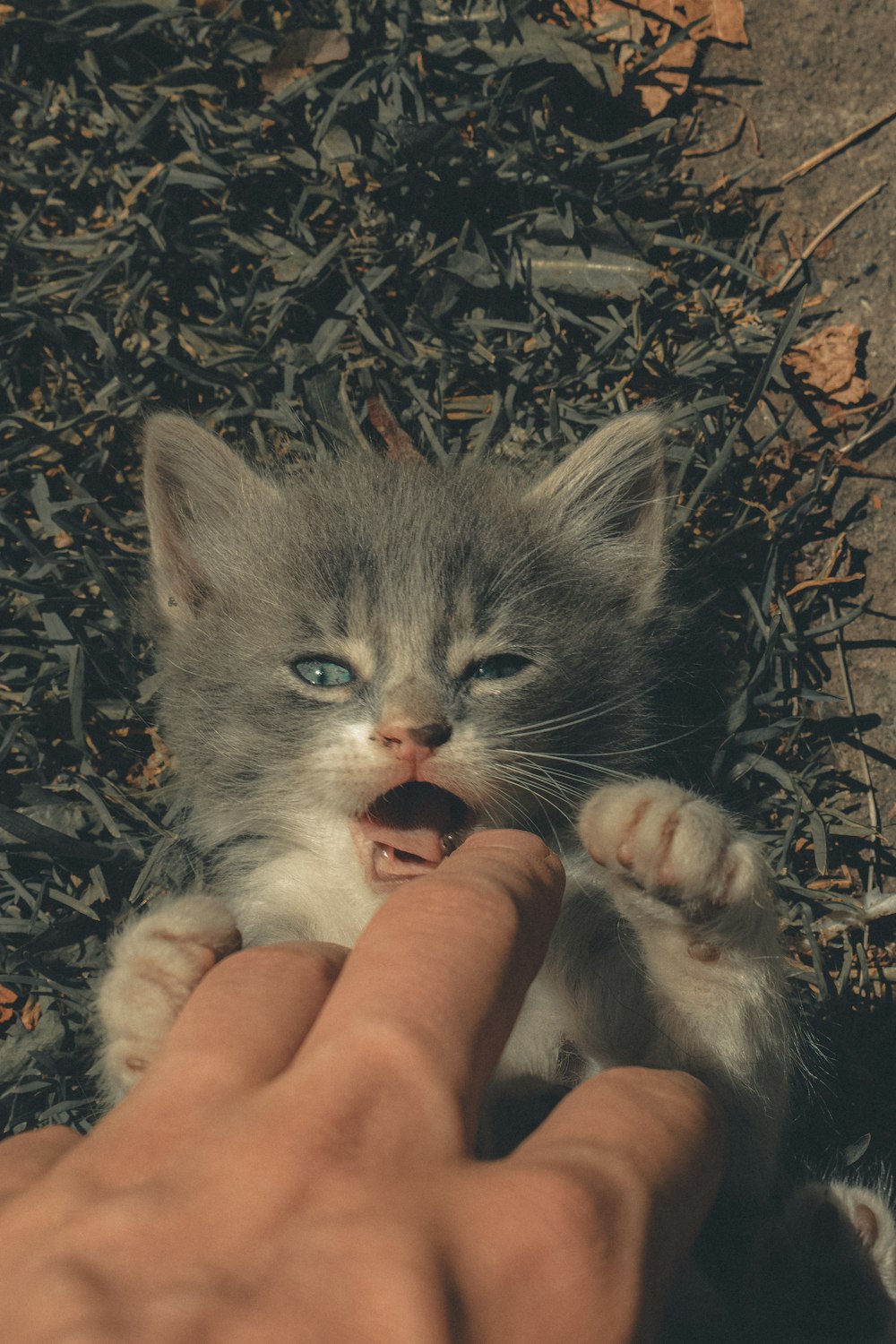 person holding gray and white cat