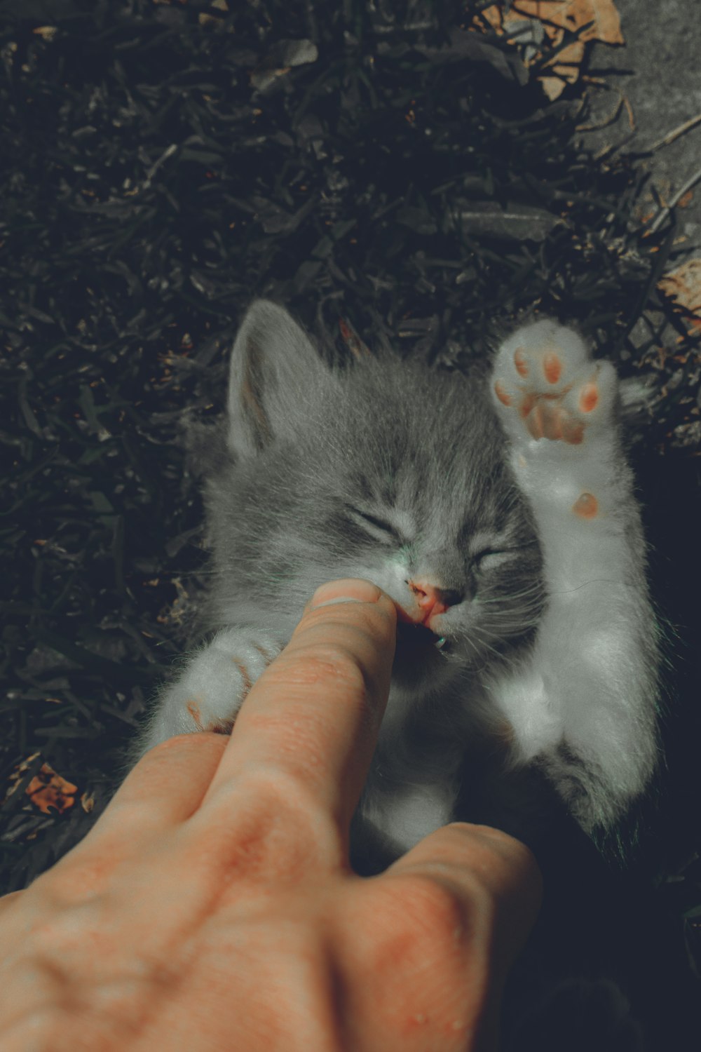 person holding gray and white kitten