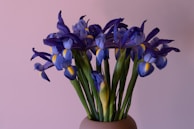 A close-up of a bouquet with deep purple irises and soft lavender accents.