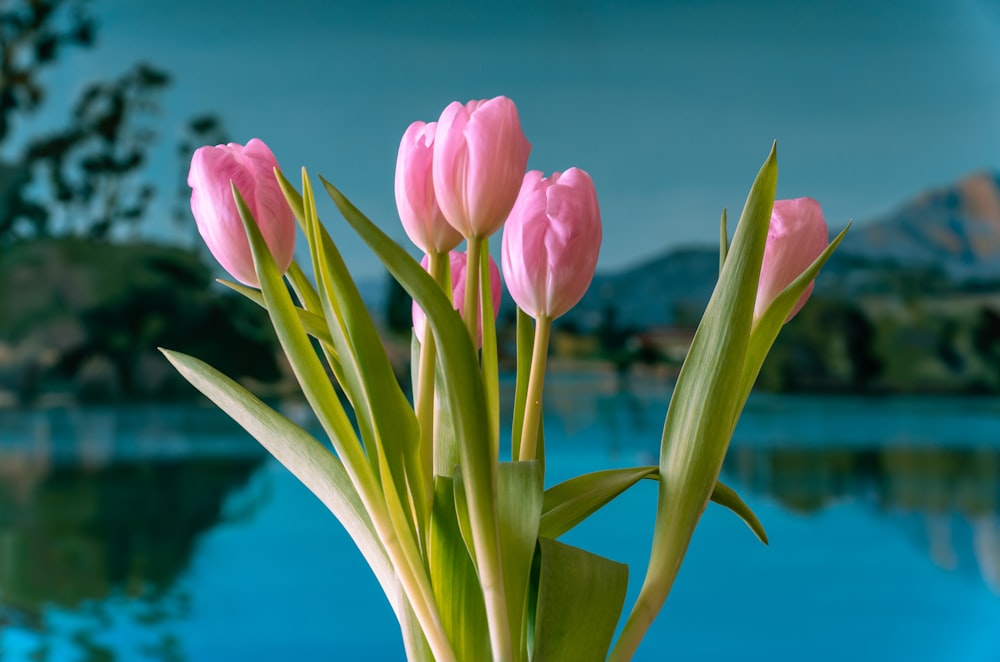 tulipas cor-de-rosa em flor durante o dia