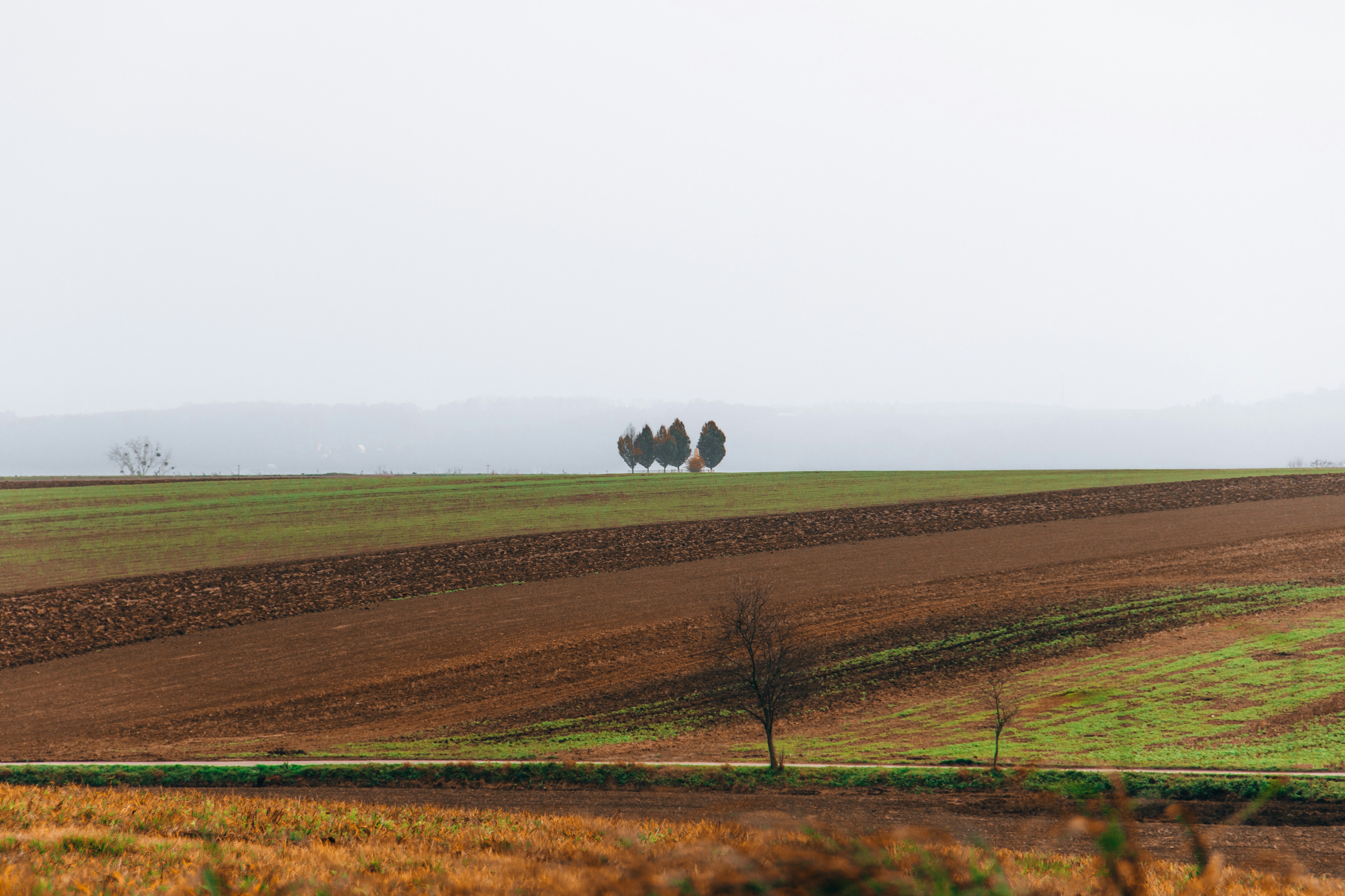 green grass field under white sky during daytime