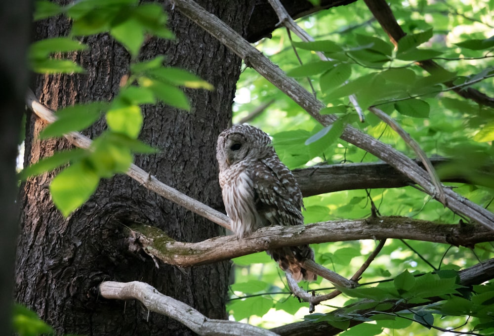gray owl on tree branch during daytime