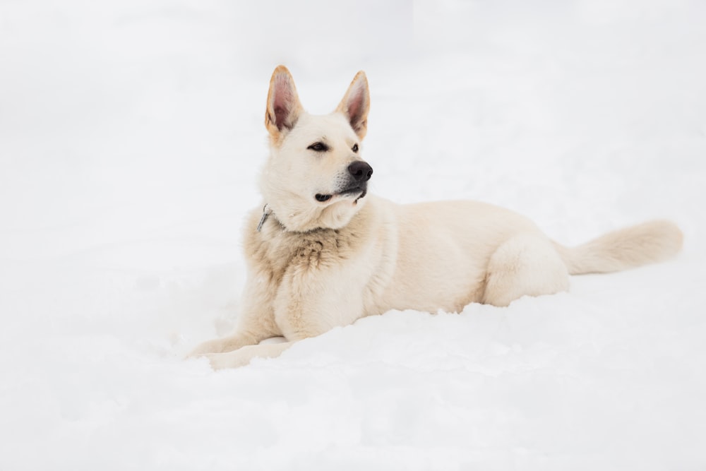chien blanc à poil court sur un sol enneigé