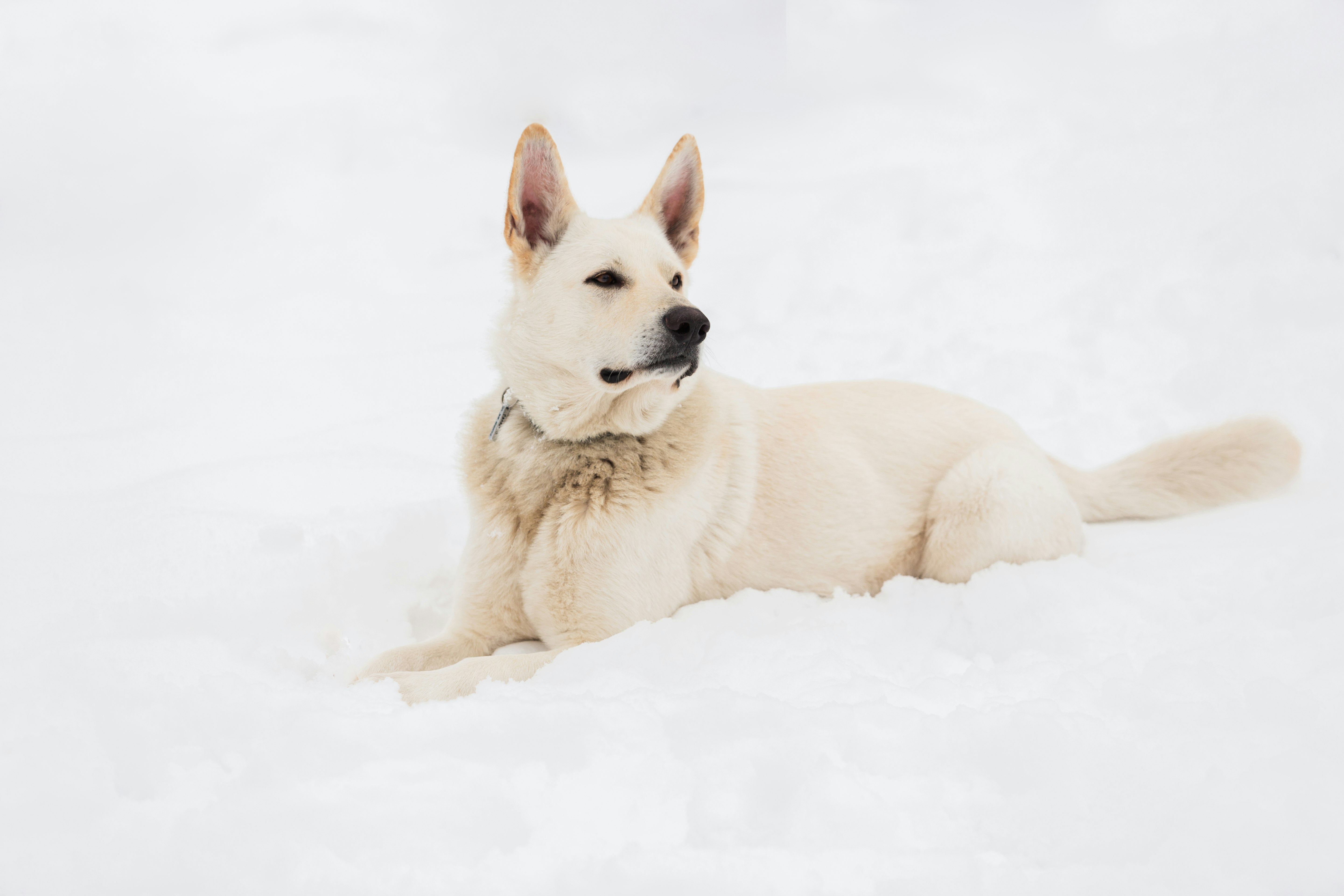 white short coated dog on snow covered ground