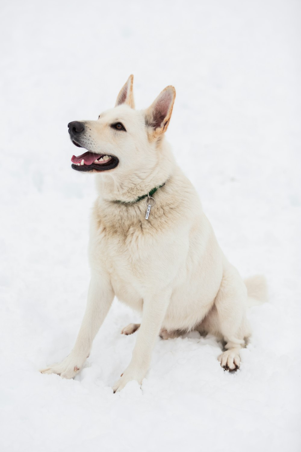 white and brown short coated dog on snow covered ground