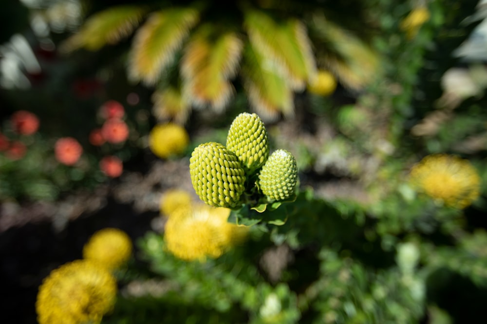 green round fruits in tilt shift lens