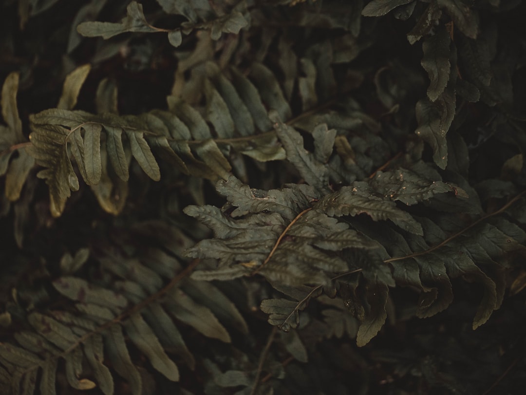 green and brown leaves during daytime