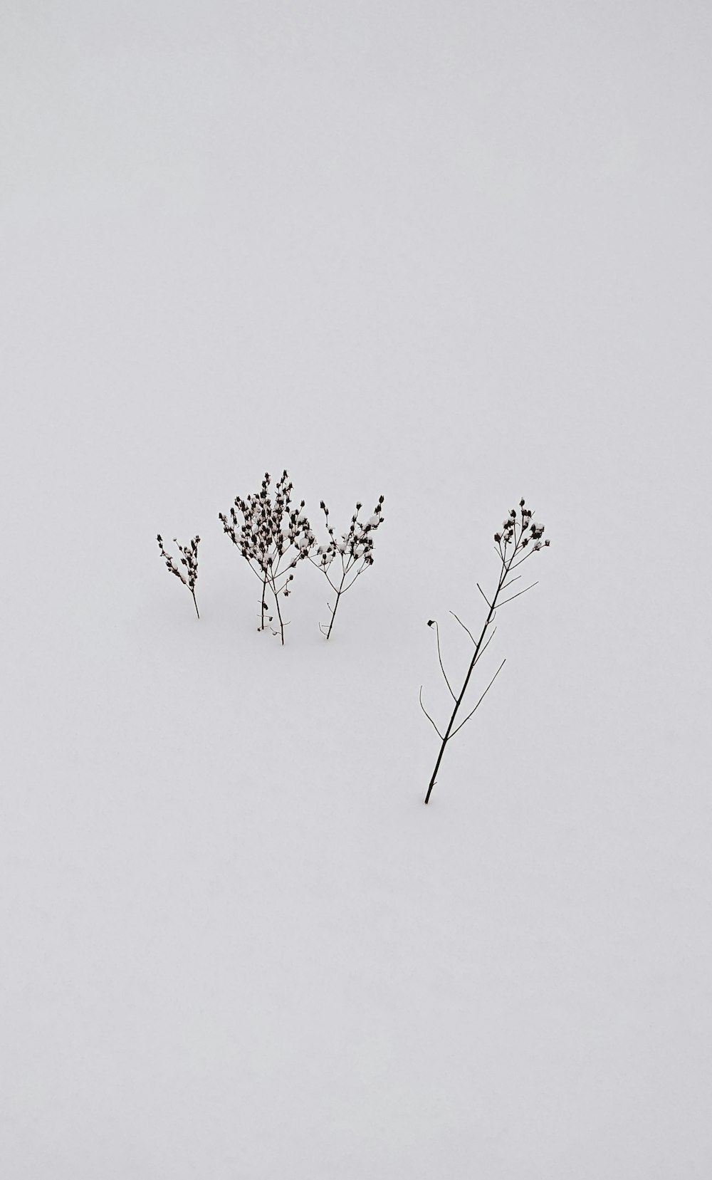 black tree branch on snow covered ground