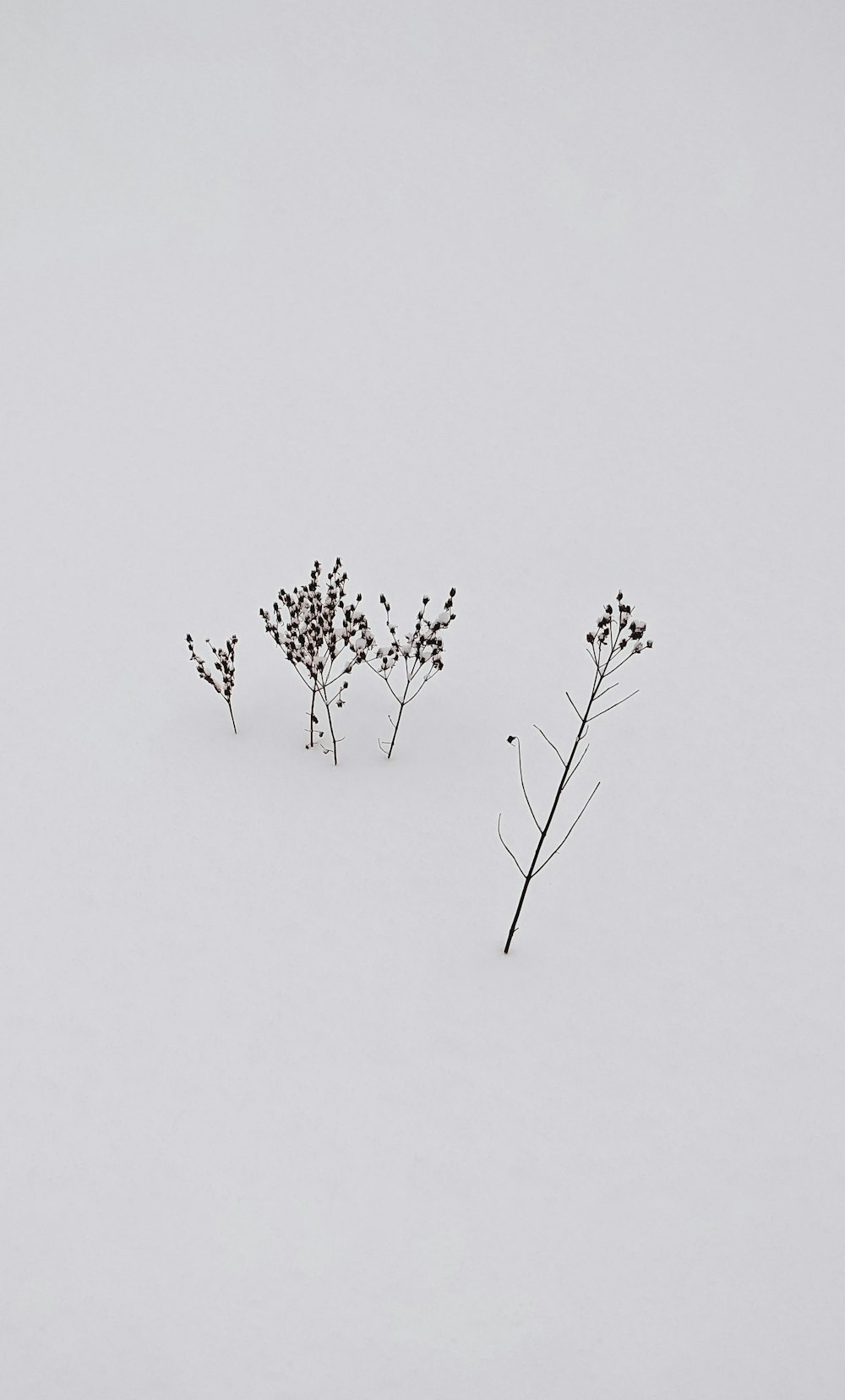 Schwarzer Ast auf schneebedecktem Boden