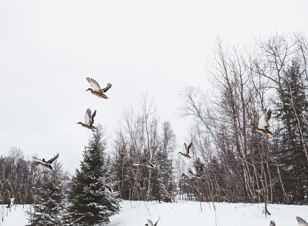 Vögel, die tagsüber über schneebedeckte Bäume fliegen