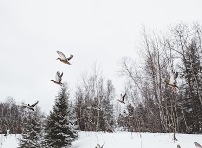 birds flying over snow covered trees during daytime granular teams background
