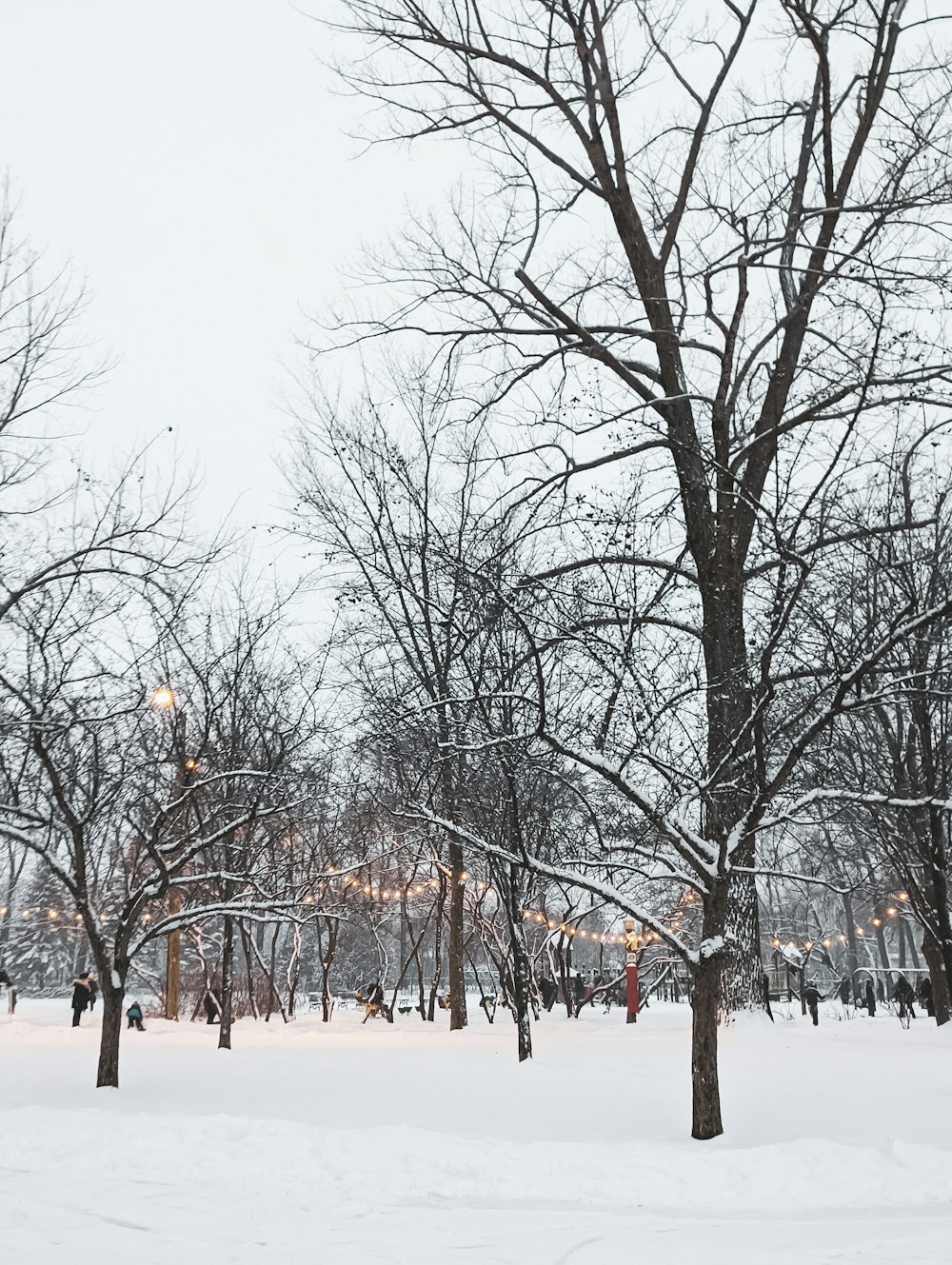 bare trees on snow covered ground during daytime