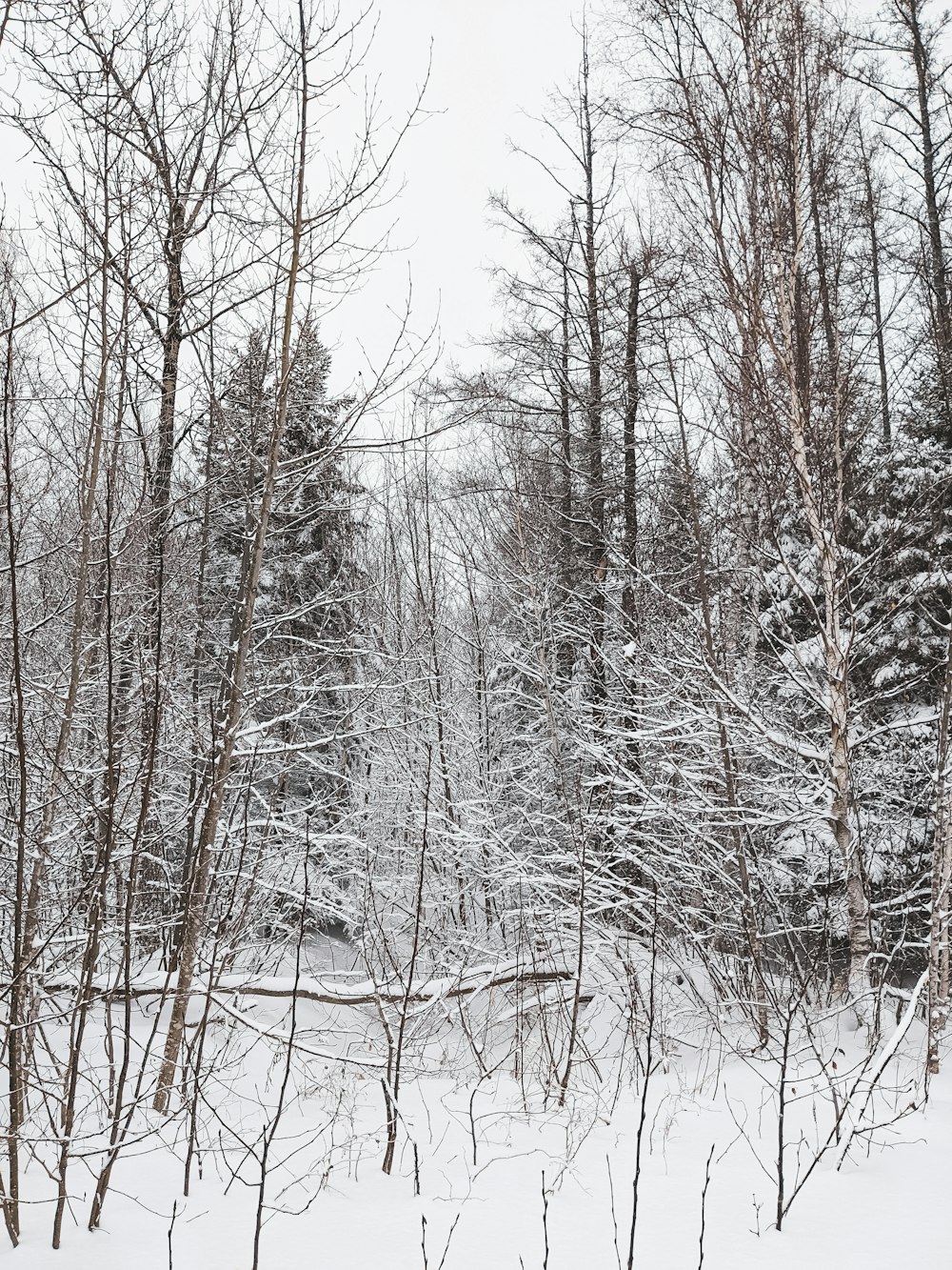 brown trees on snow covered ground during daytime