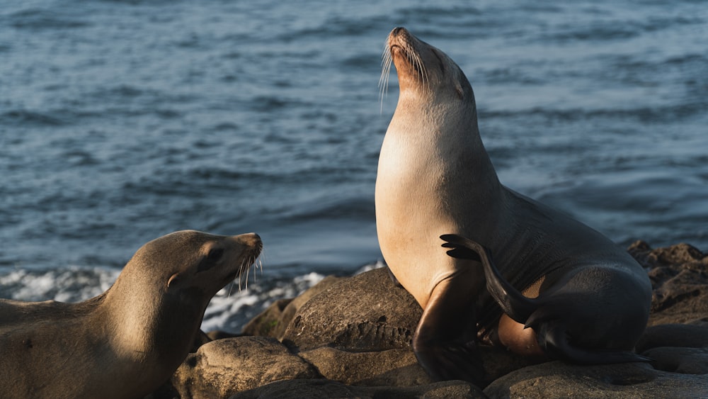 seal on rock near body of water during daytime