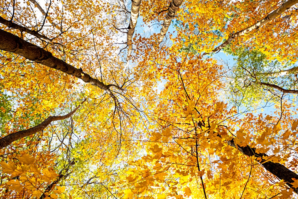 feuilles jaunes sur l’arbre pendant la journée