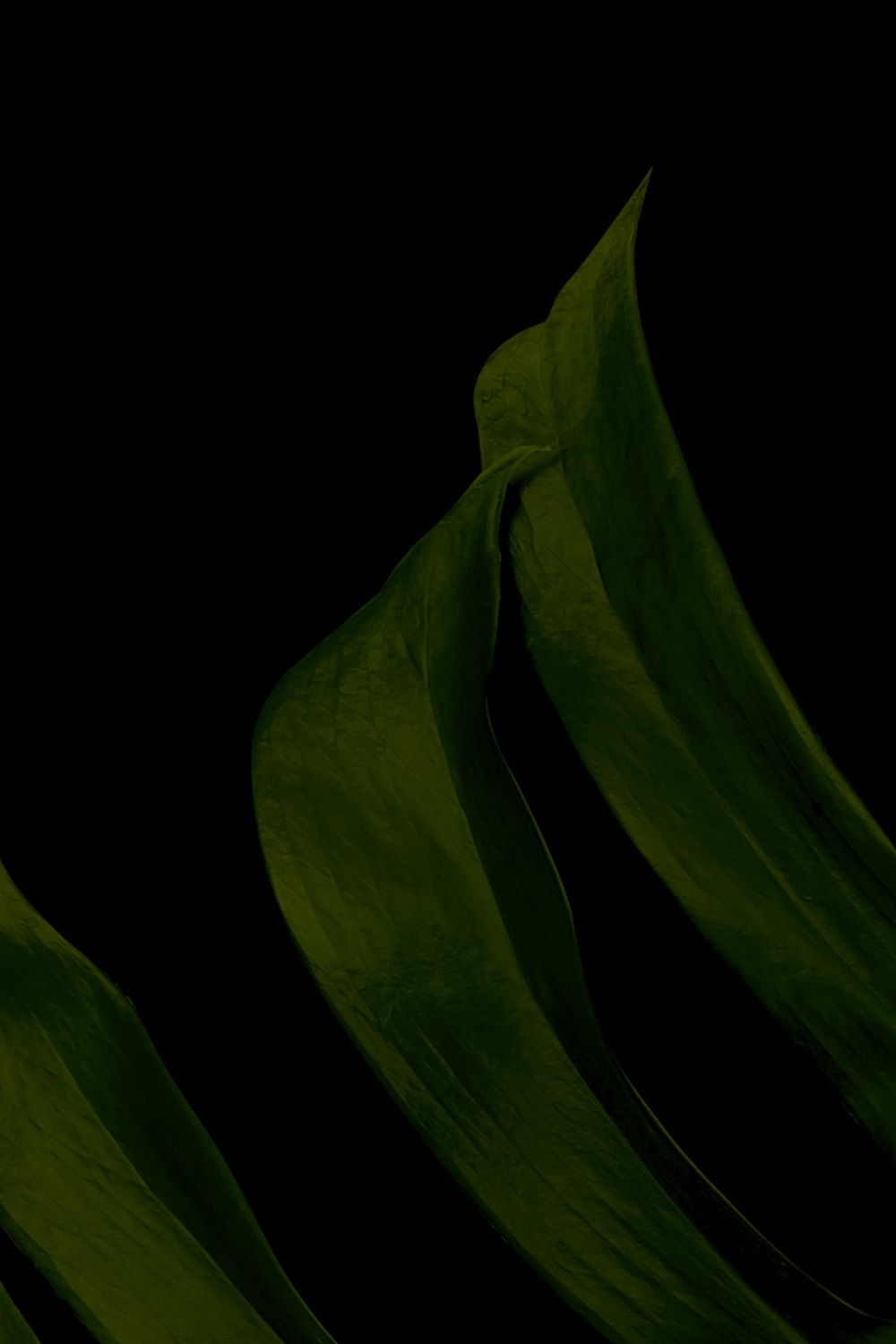 green leaf with white background