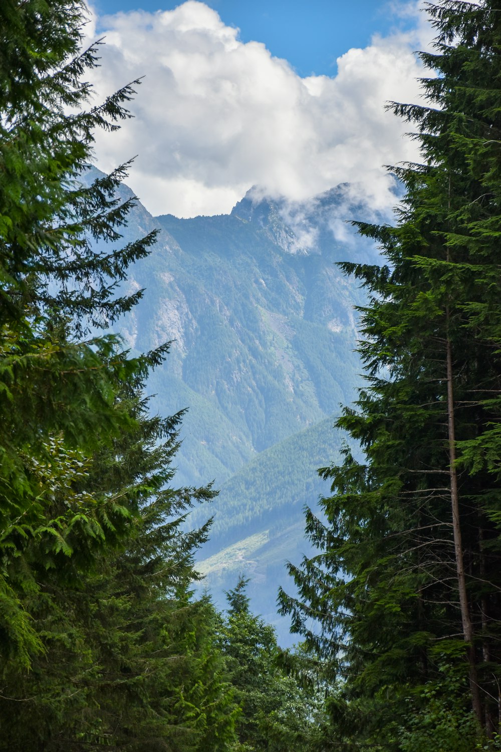 green pine trees near mountain during daytime