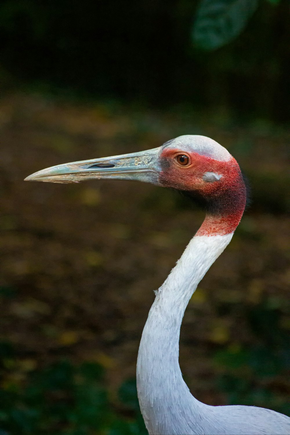 white and red long beak bird