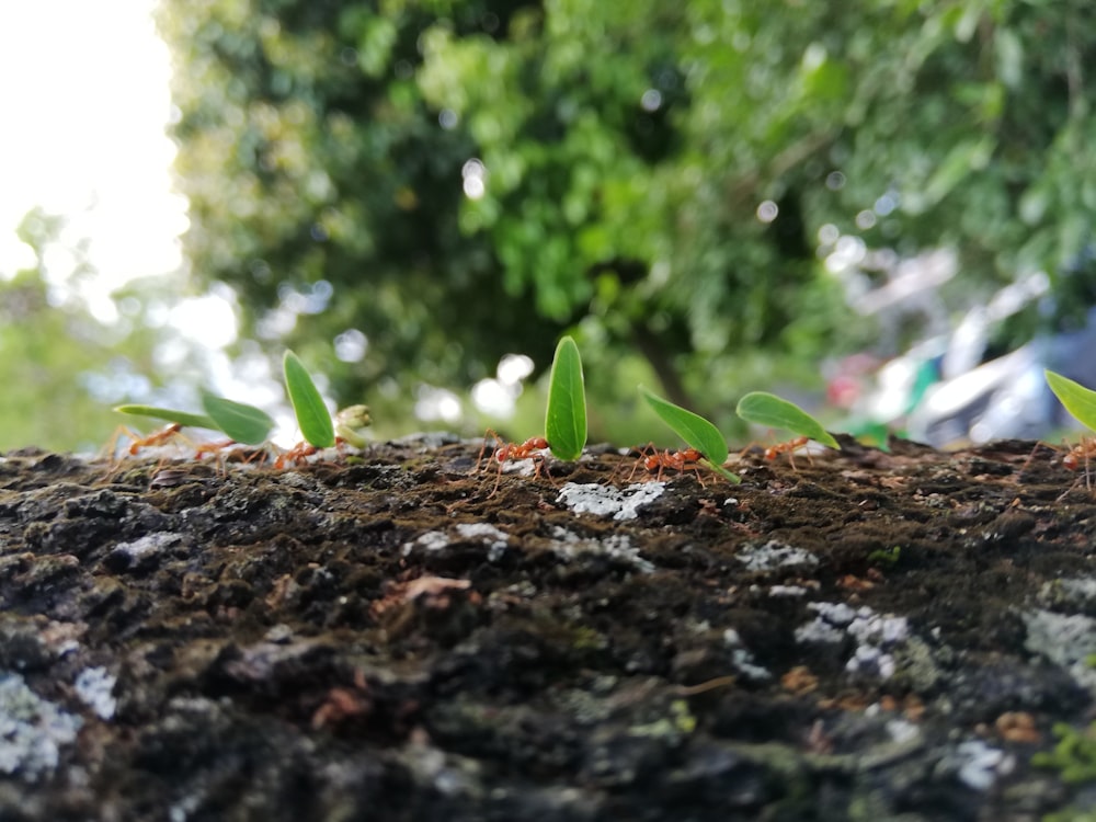 Planta verde sobre suelo marrón