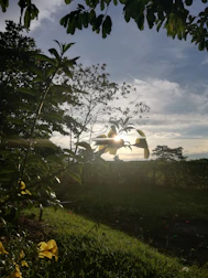 Modern garden with lush greenery and elegant outdoor lighting at sunset.