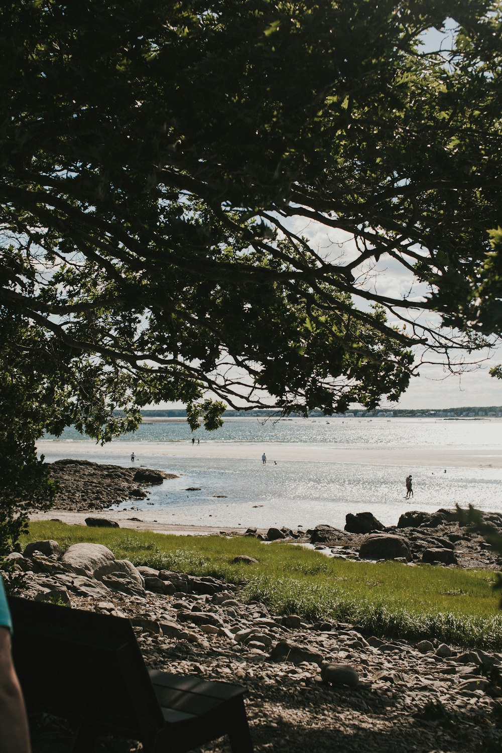 green tree near body of water during daytime