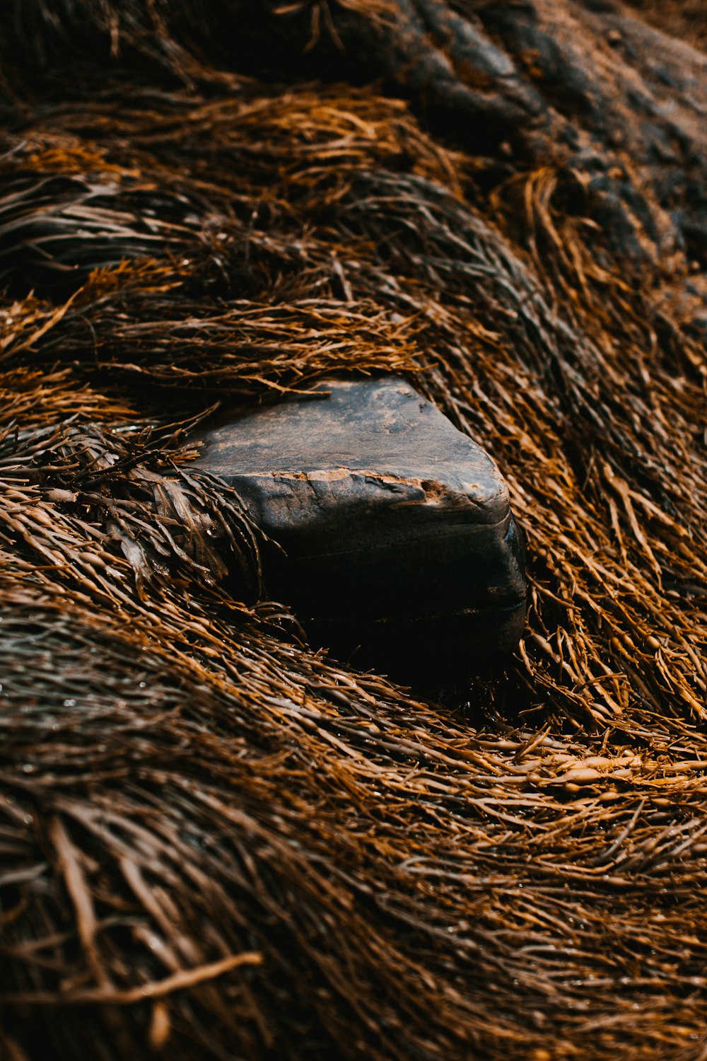 black rock on brown grass
