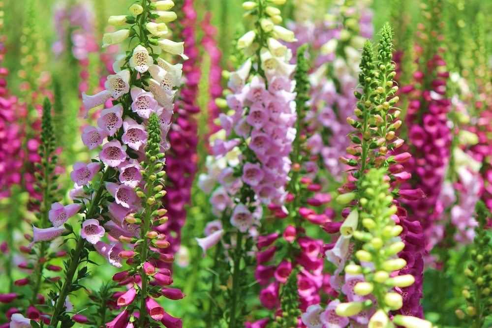 Flores púrpuras y blancas en lente de desplazamiento de inclinación