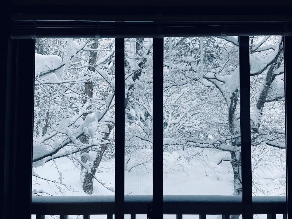 white and black tree covered with snow