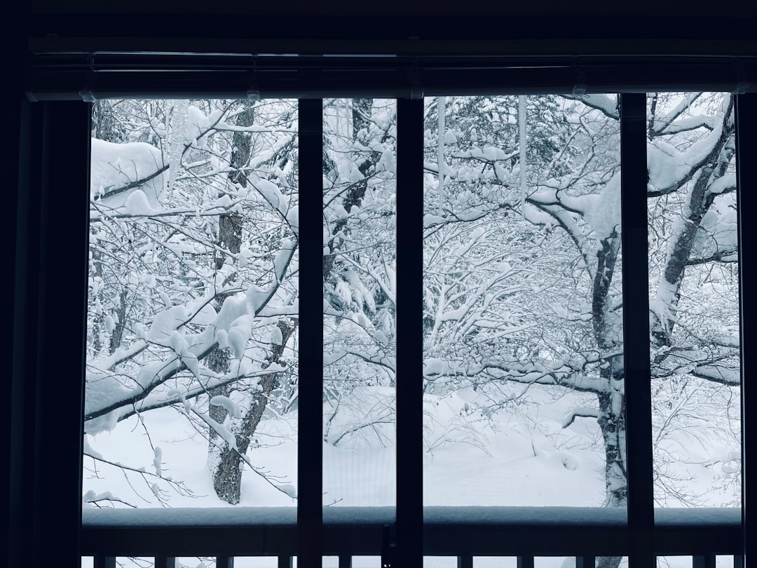 white and black tree covered with snow,