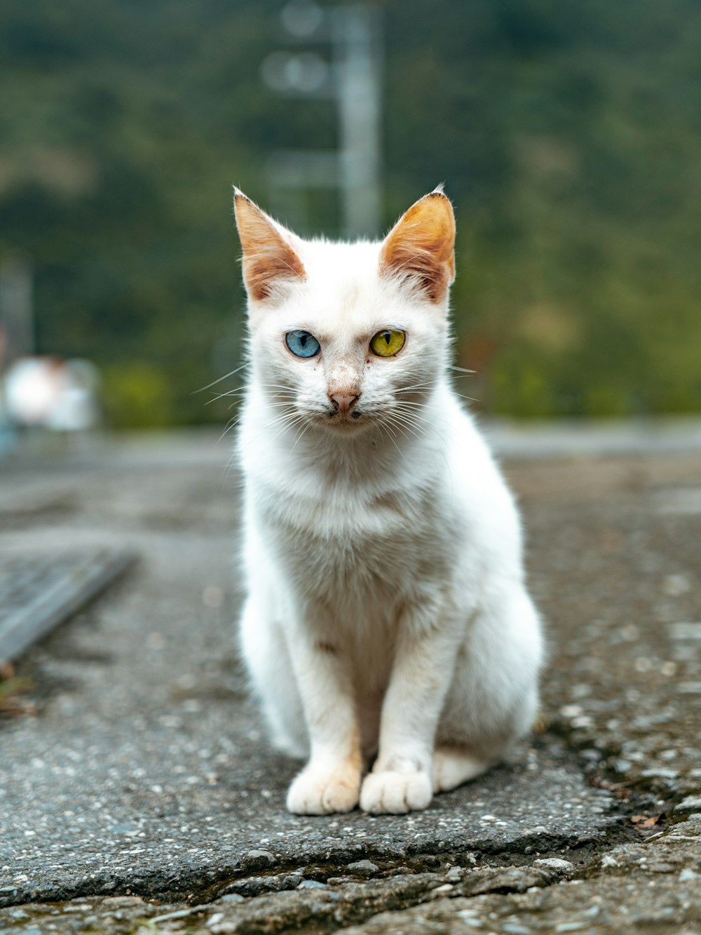 chat blanc sur sol en béton gris