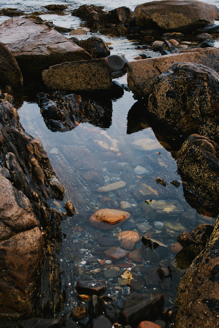 Tide Pools & Marine Life