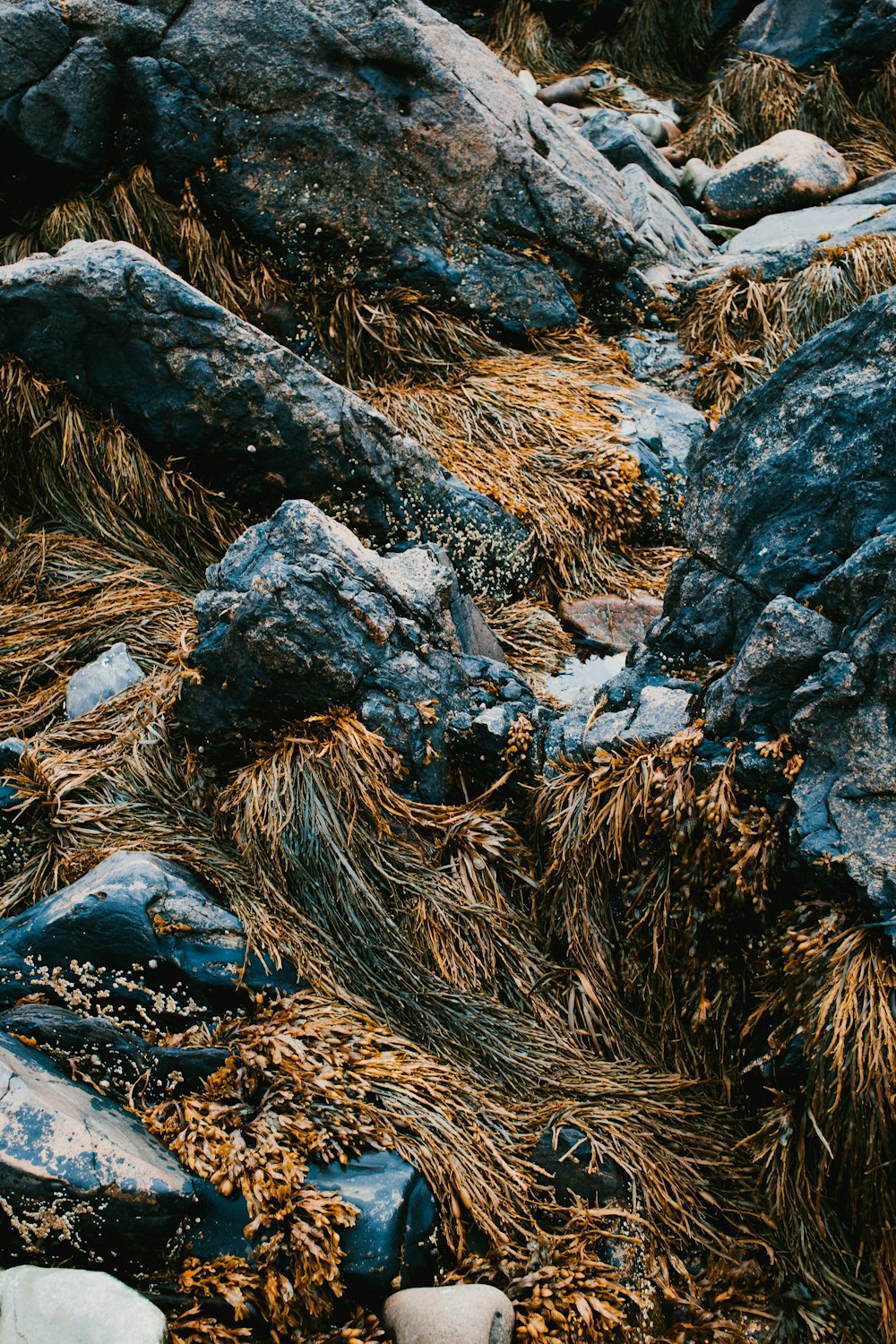 black rock on brown grass