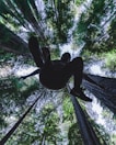 A person is captured in mid-air against a backdrop of towering trees reaching towards the sky. The perspective is from below, looking up into a canopy of lush green leaves with sunlight filtering through.